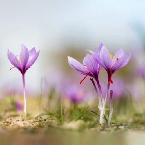 Saffron,Flowers,On,Field,Panorama.,Crocus,Sativus,Blooming,Purple,Plant